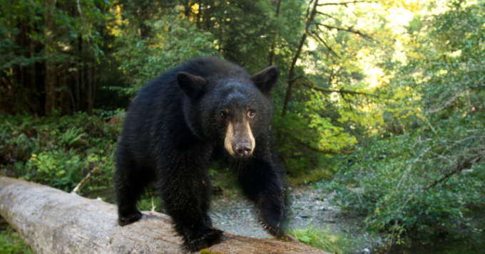 National Geographic Live: Rae Wynn-Grant - The Secret Life of Bears at Fred Kavli Theatre